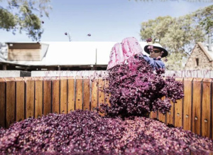 澳大利亚葡萄酒，正在发生着一场口味转变的革命