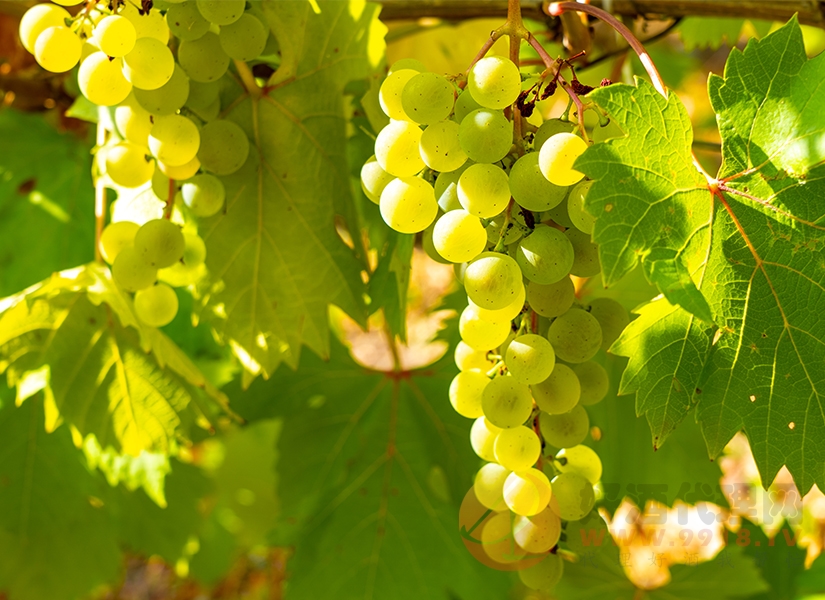 霞多麗和長相思有什么區別，主流葡萄品種
