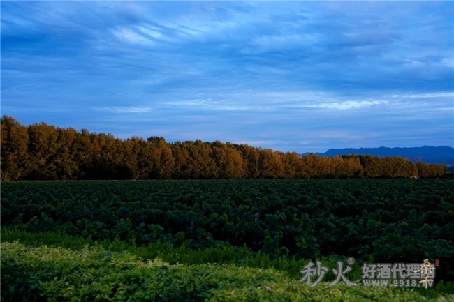 长城桑干采收节