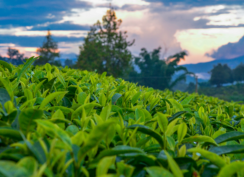 酒水企业争推茶啤新品，引领行业新风尚